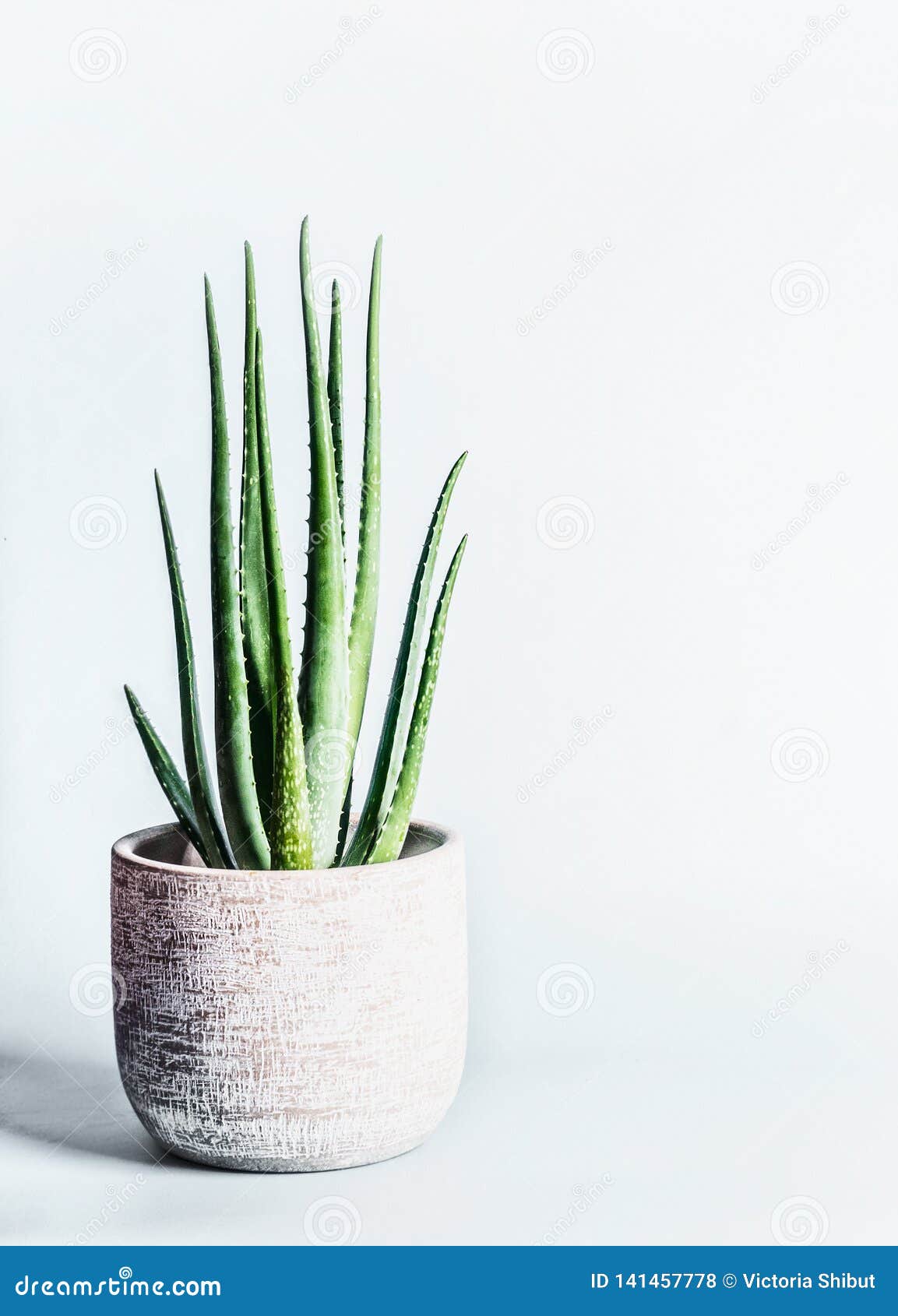 Aloe Vera Plant In Flowers Pot At Light Gray Background Succulent