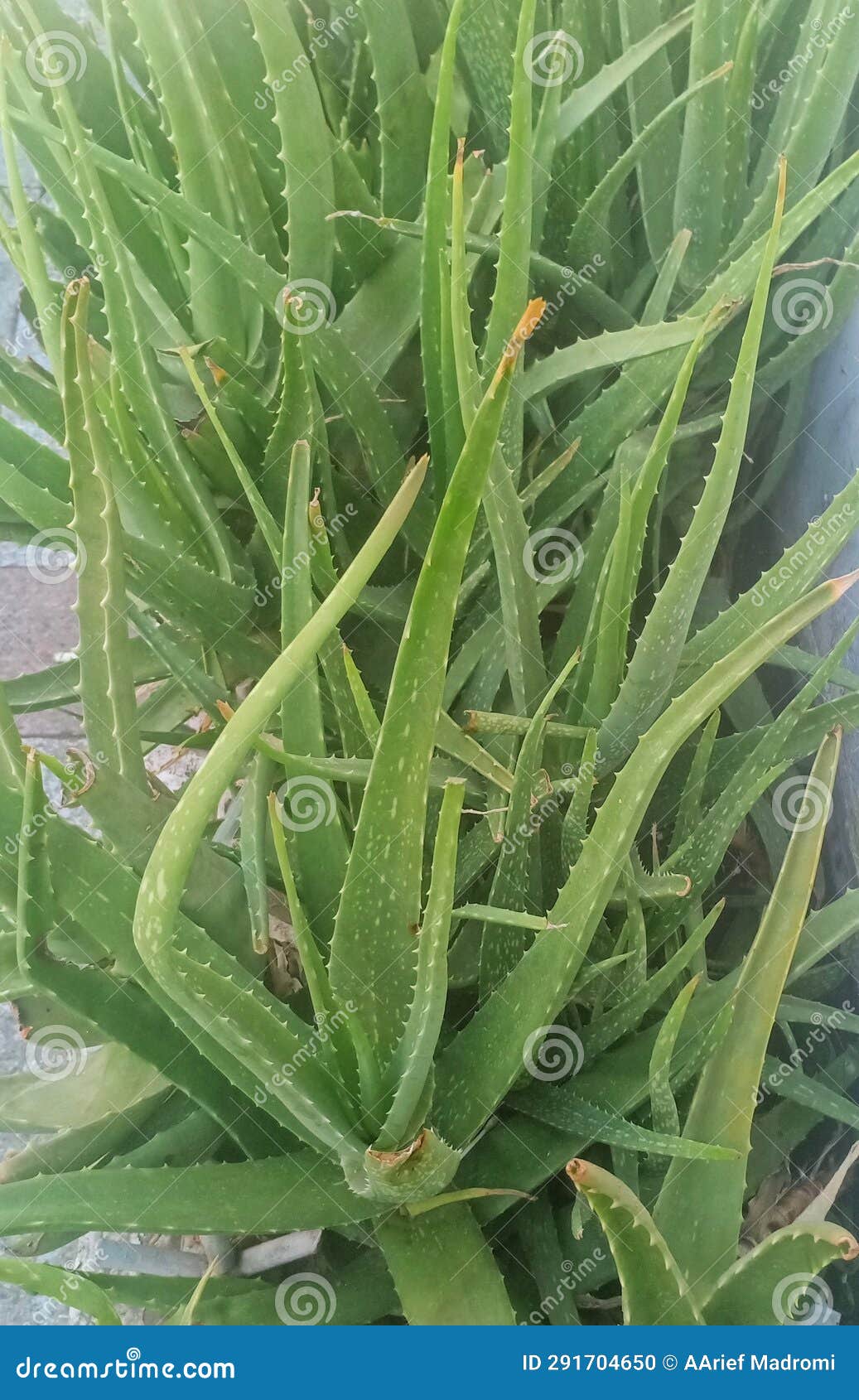 Aloe Vera Plant for Hair Growth Stock Photo Image of aloe, hair
