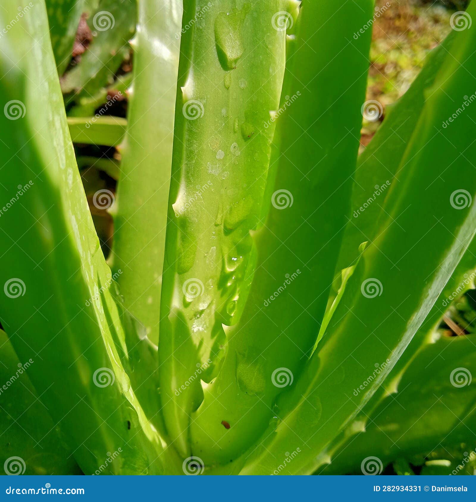 Aloe vera plant stock image. Image of plant, aloe, benefit 282934331