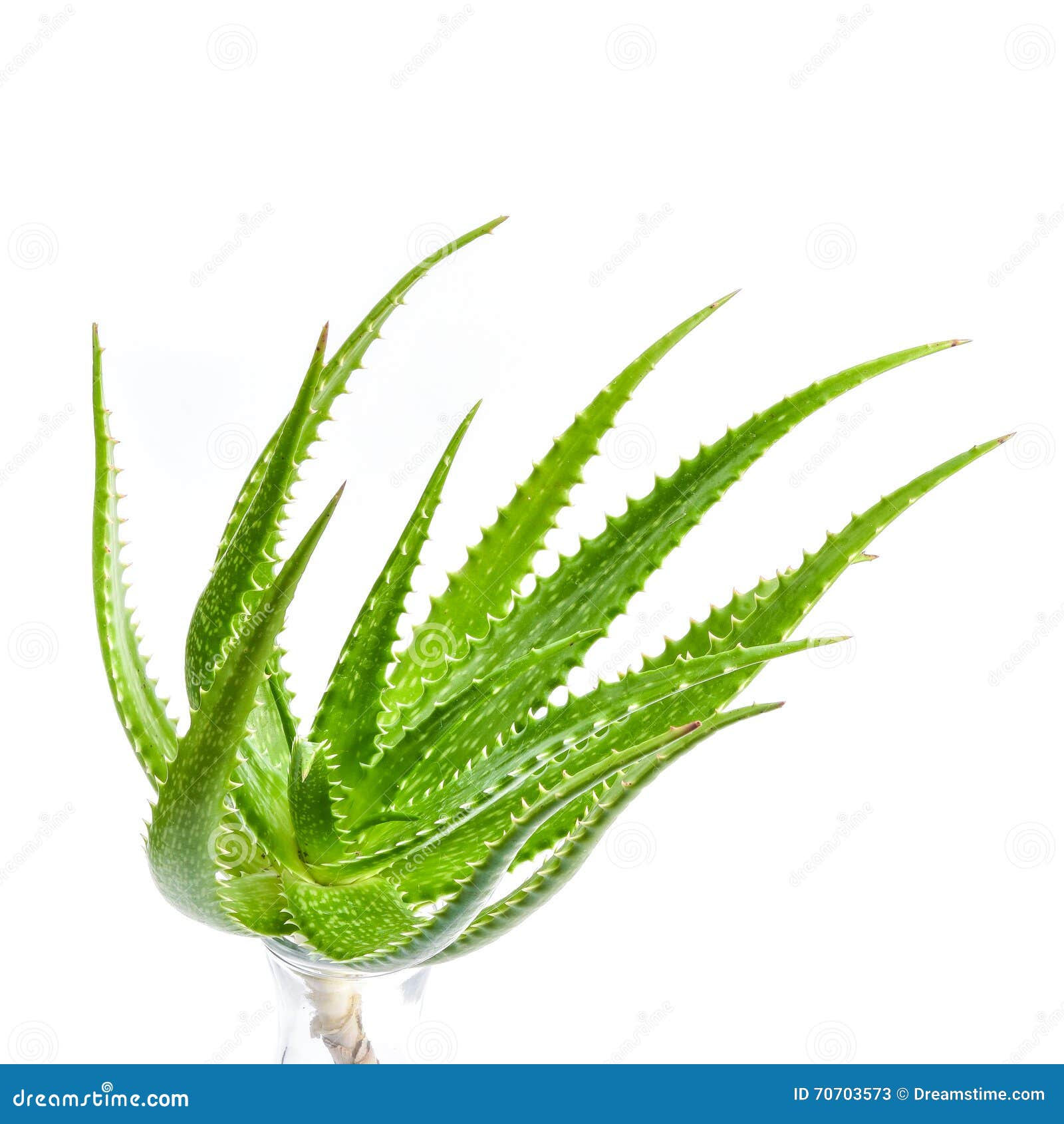 Aloe Vera Plant Isolated On White Background Stock Image Image