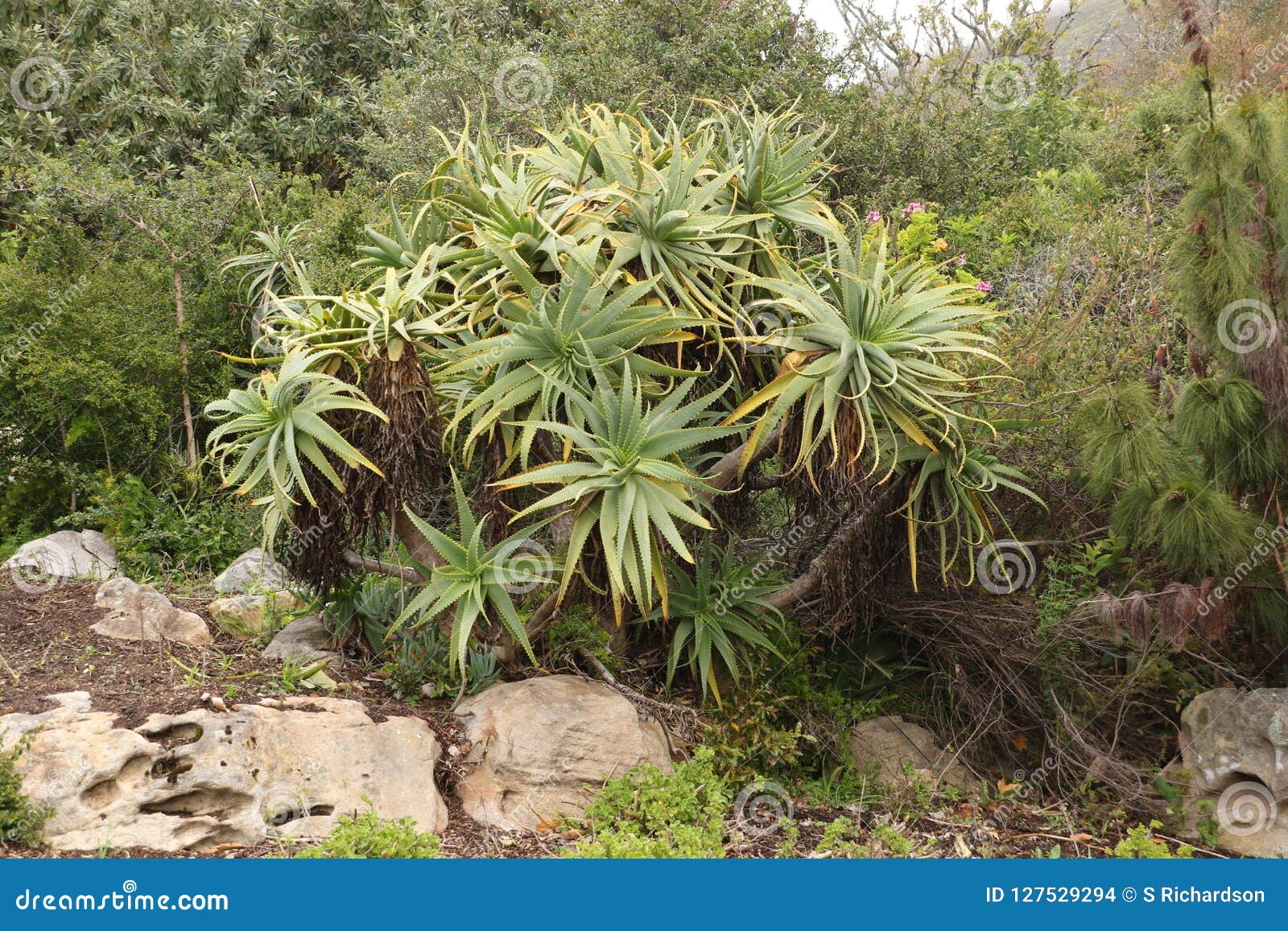 Aloe Vera Plant in Kirstenbosch Botanical Gardens Stock Photo ...