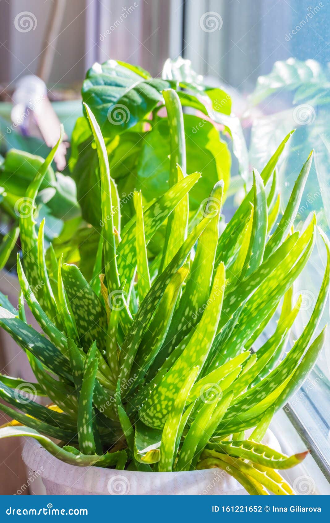Aloe Vera Plant In A Pot Stock Photo Image Of Cure 161221652