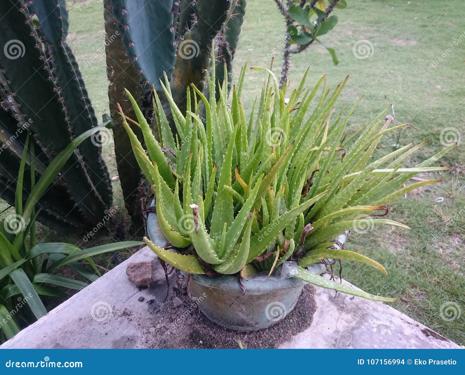Aloe vera plant wallpaper stock photo. Image of wallpaper - 107156994