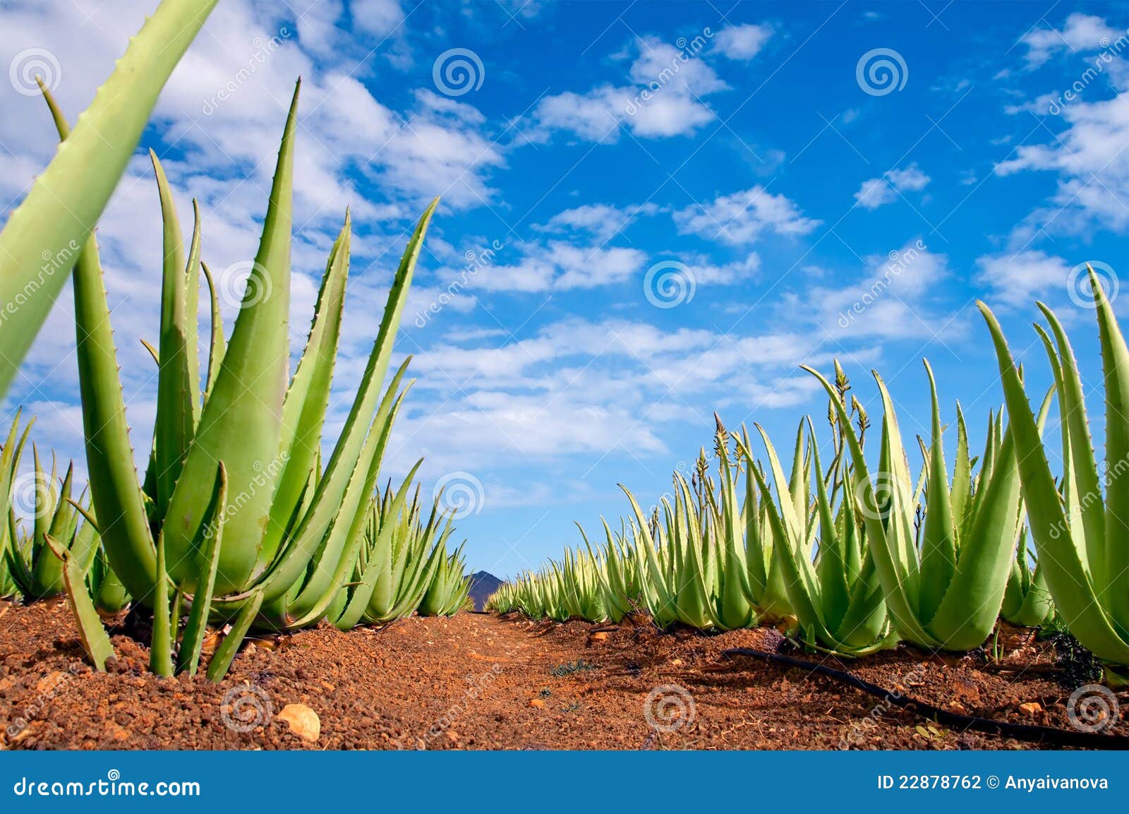 aloe vera plantagen aloe vera plantagen