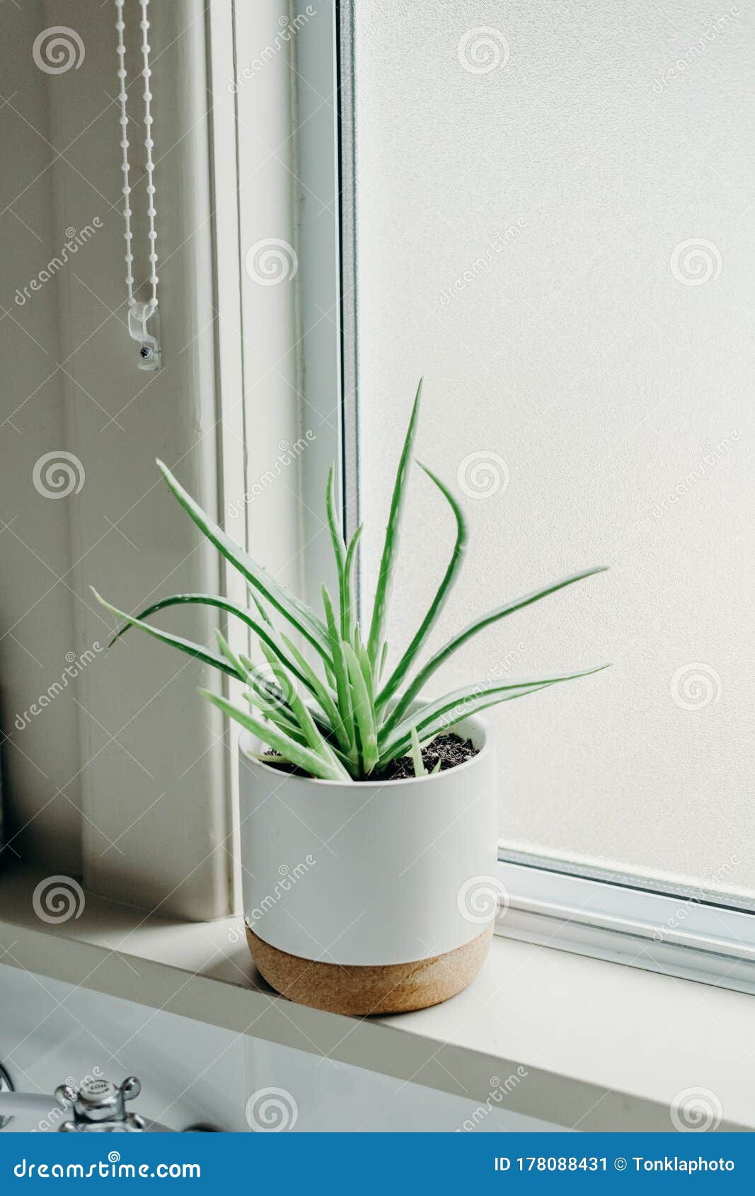 Aloe Vera Plants in Bathroom. Background with Free Space Stock Image
