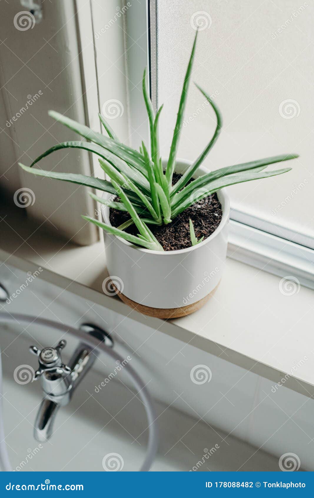 Aloe Vera Plants in Bathroom. Background with Free Space Stock Photo