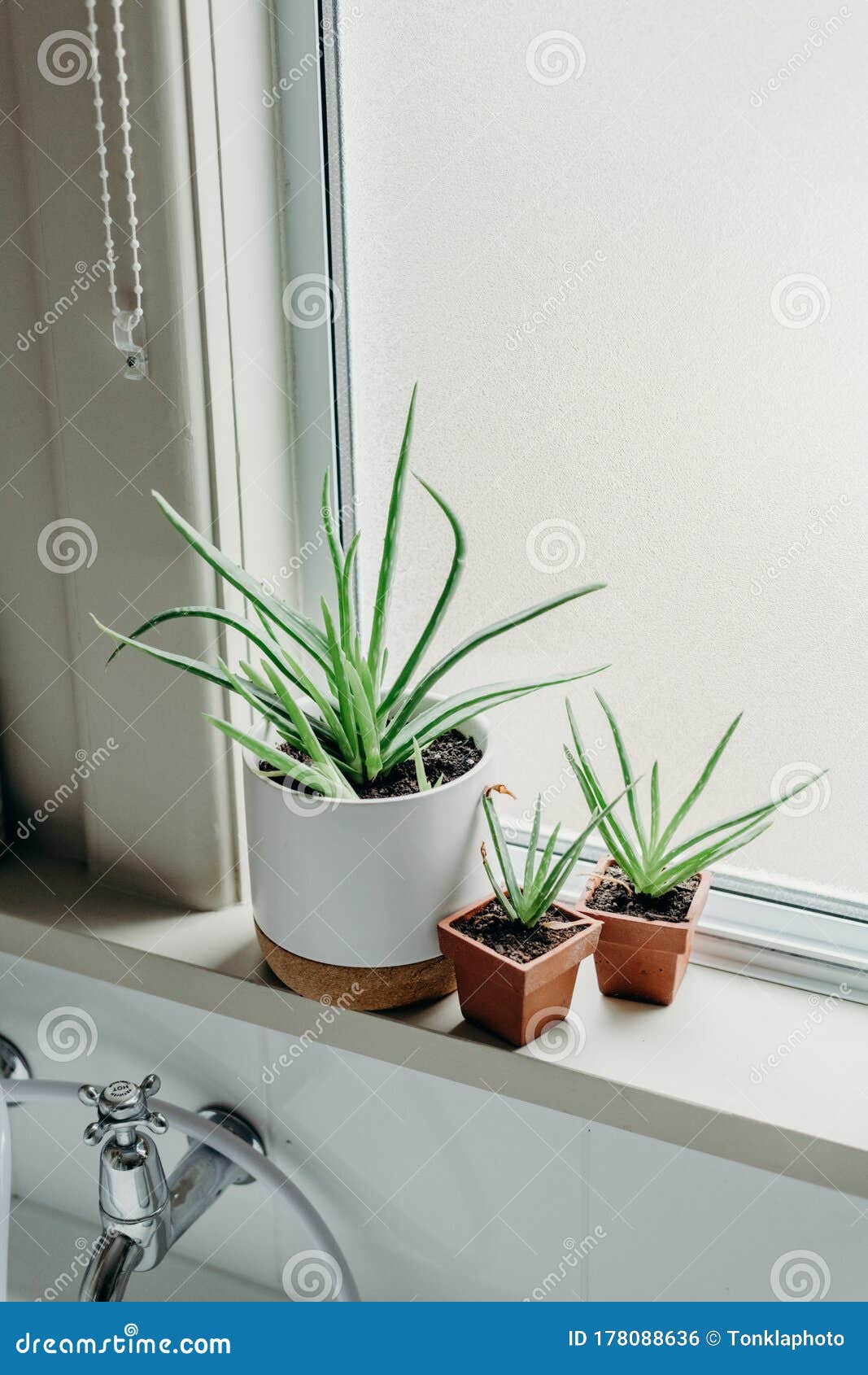 Aloe Vera Plants in Bathroom. Background with Free Space Stock Photo