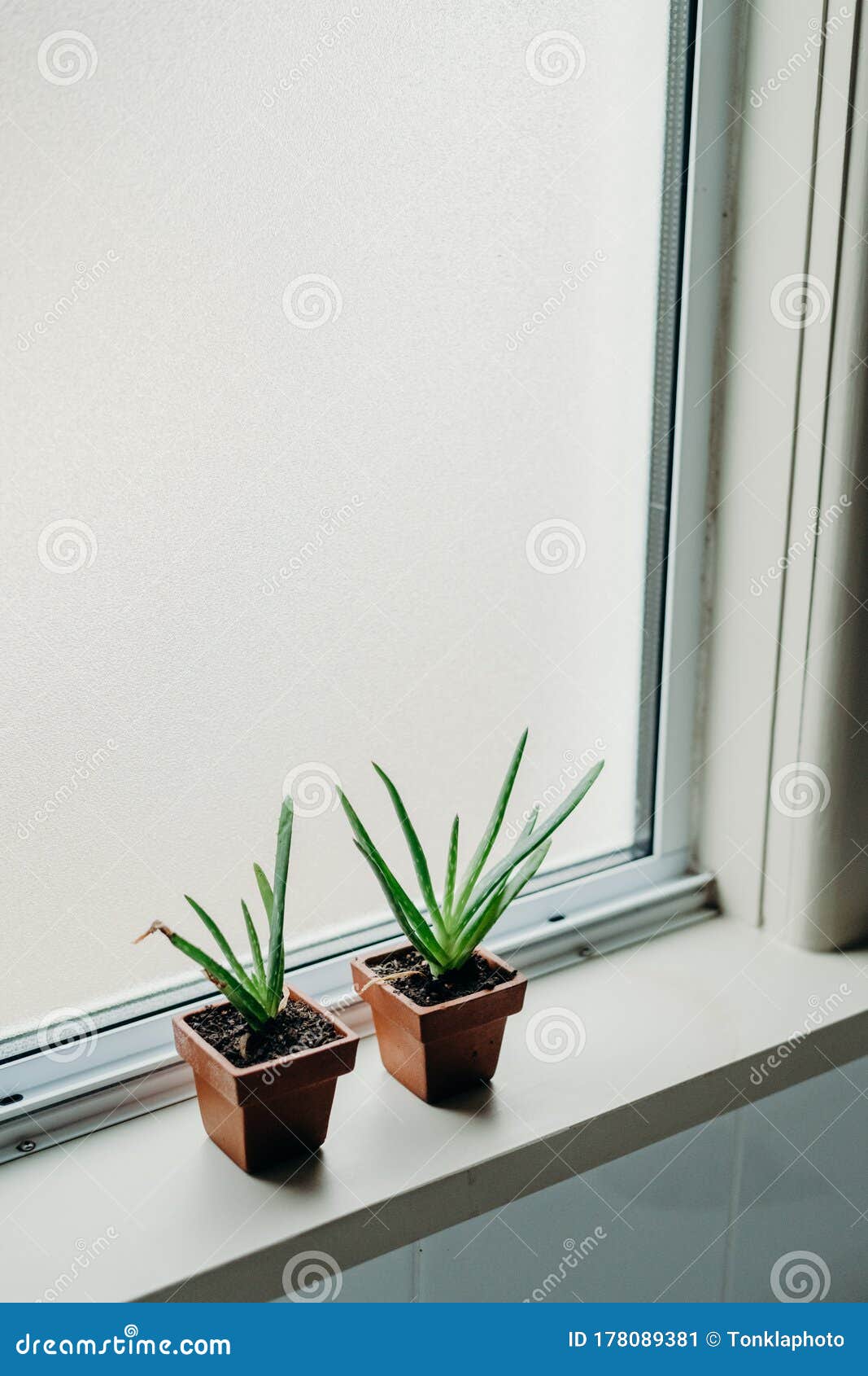 Aloe Vera Plants in Bathroom. Background with Free Space Stock Image