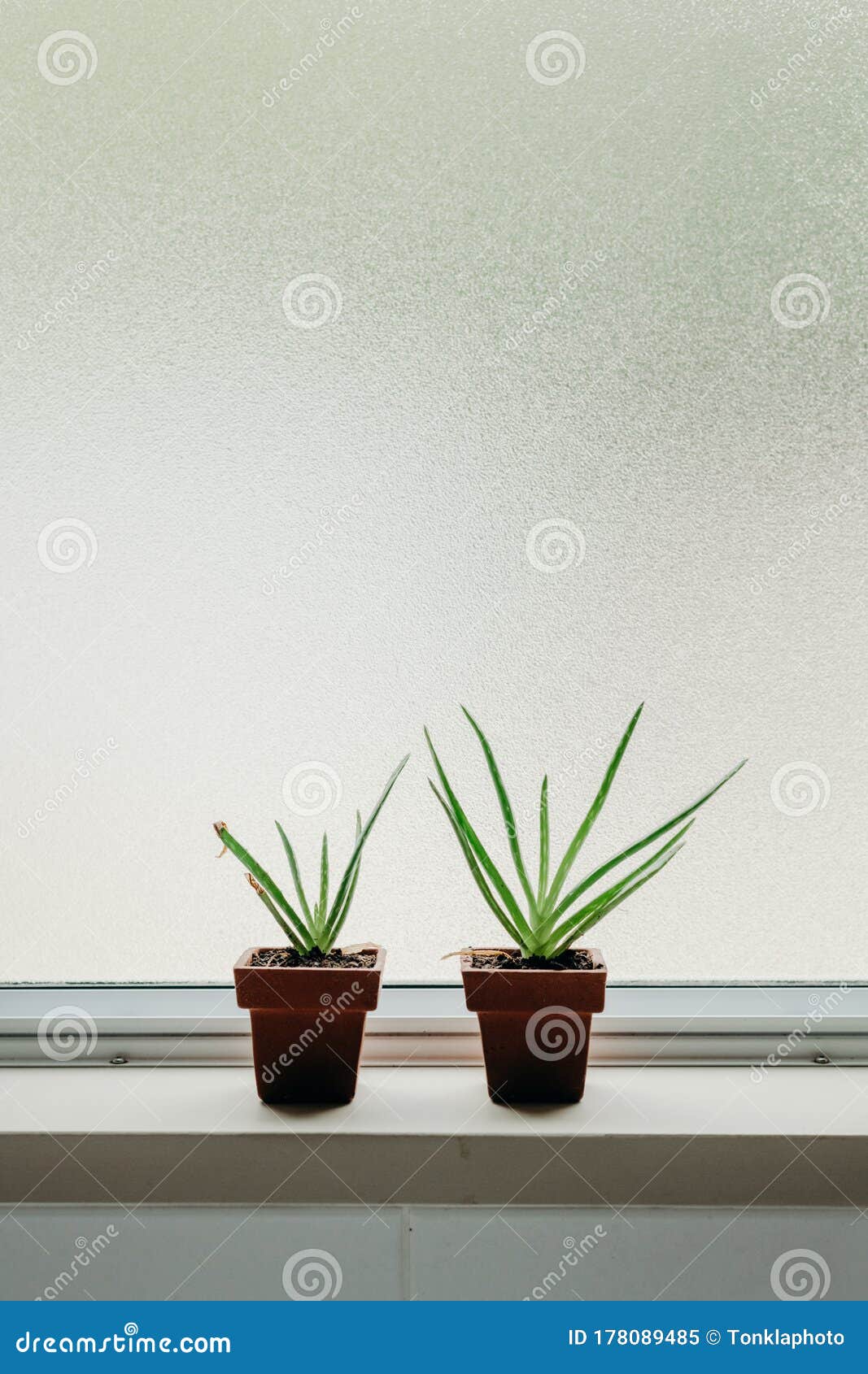 Aloe Vera Plants in Bathroom. Background with Free Space Stock Image