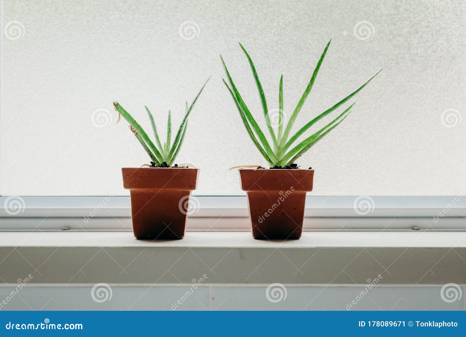 Aloe Vera Plants in Bathroom. Background with Free Space Stock Image