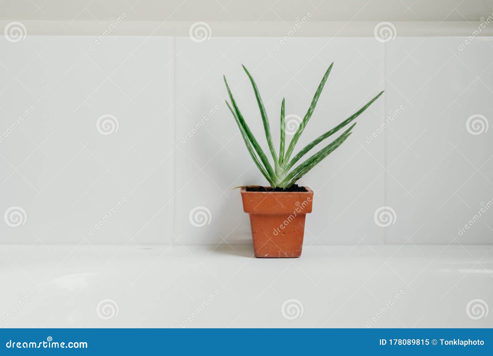 Aloe Vera Plants in Bathroom. Background with Free Space Stock Image