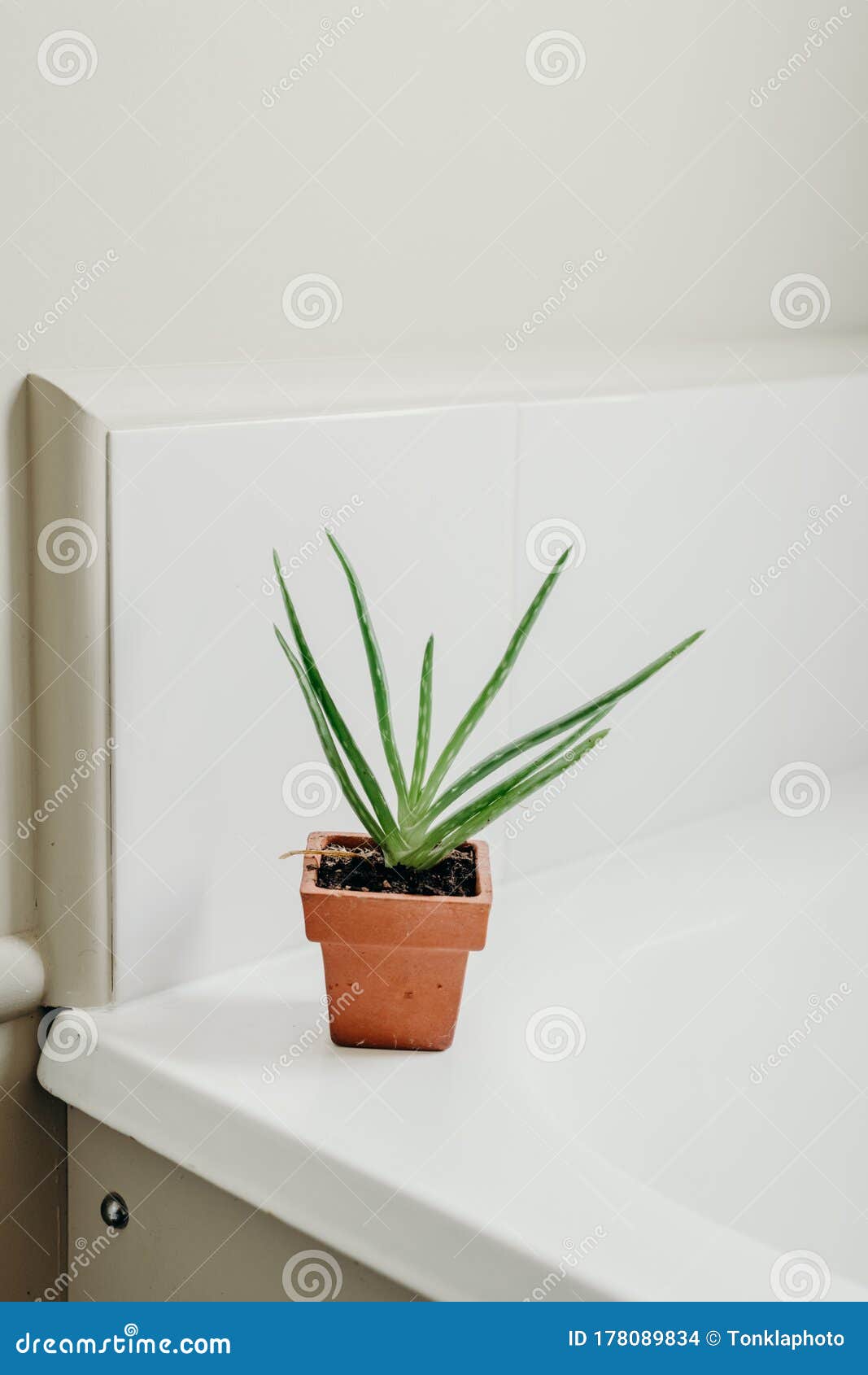 Aloe Vera Plants in Bathroom. Background with Free Space Stock Photo