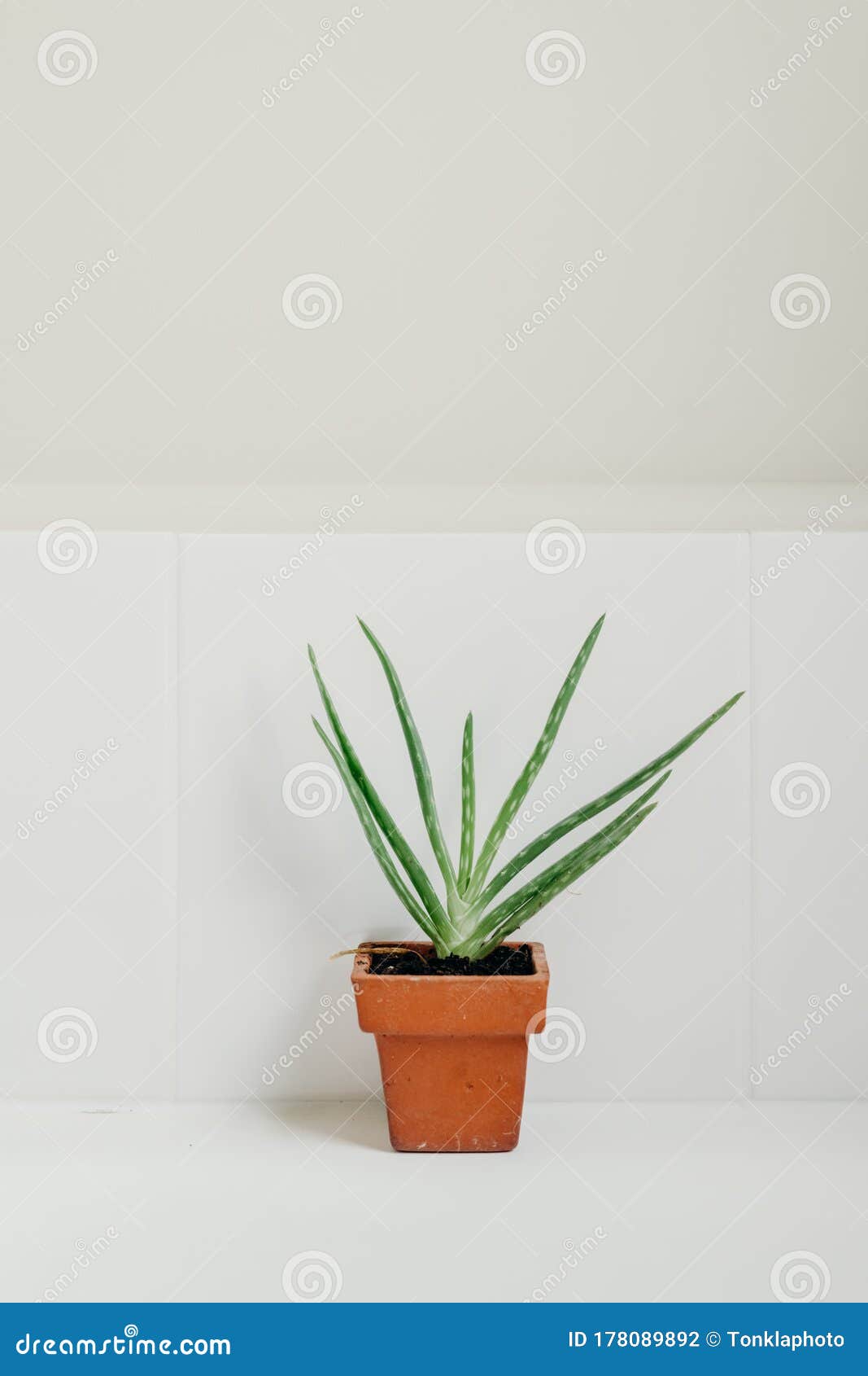 Aloe Vera Plants in Bathroom. Background with Free Space Stock Photo ...
