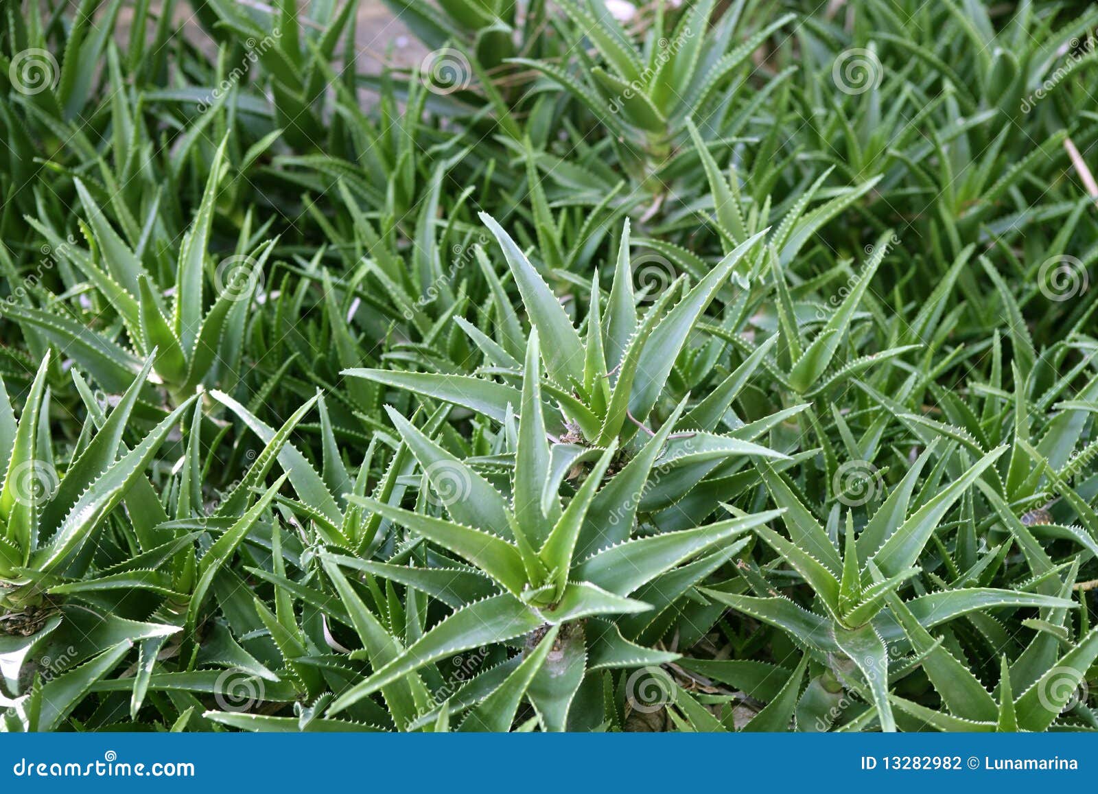 Aloe Vera Plants Healthy Skin Protection Stock Photo Image Of