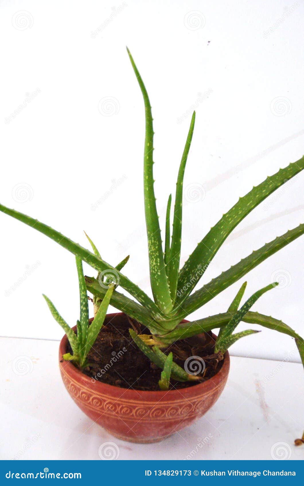 Aloe Vera Plants Stock Image Image Of Multiple Medicinal 134829173