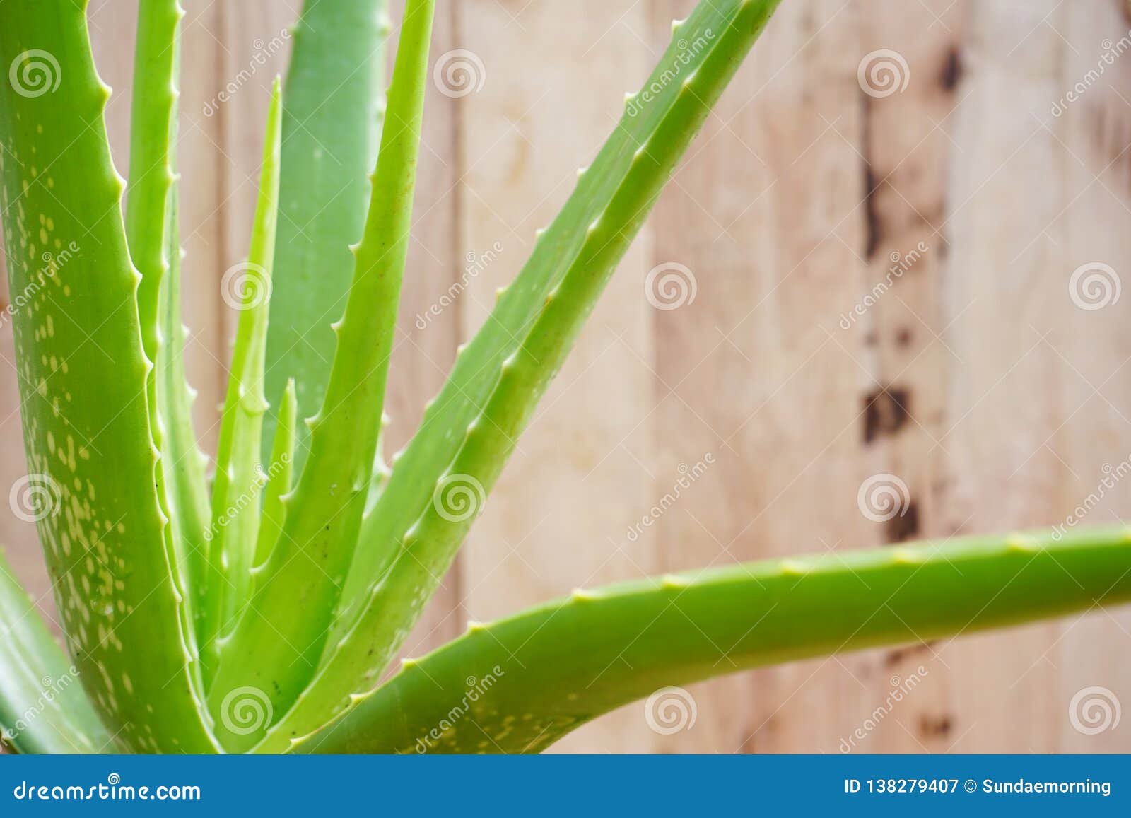 Aloe Vera Pot Plant On Wooden Table Background Skin Care