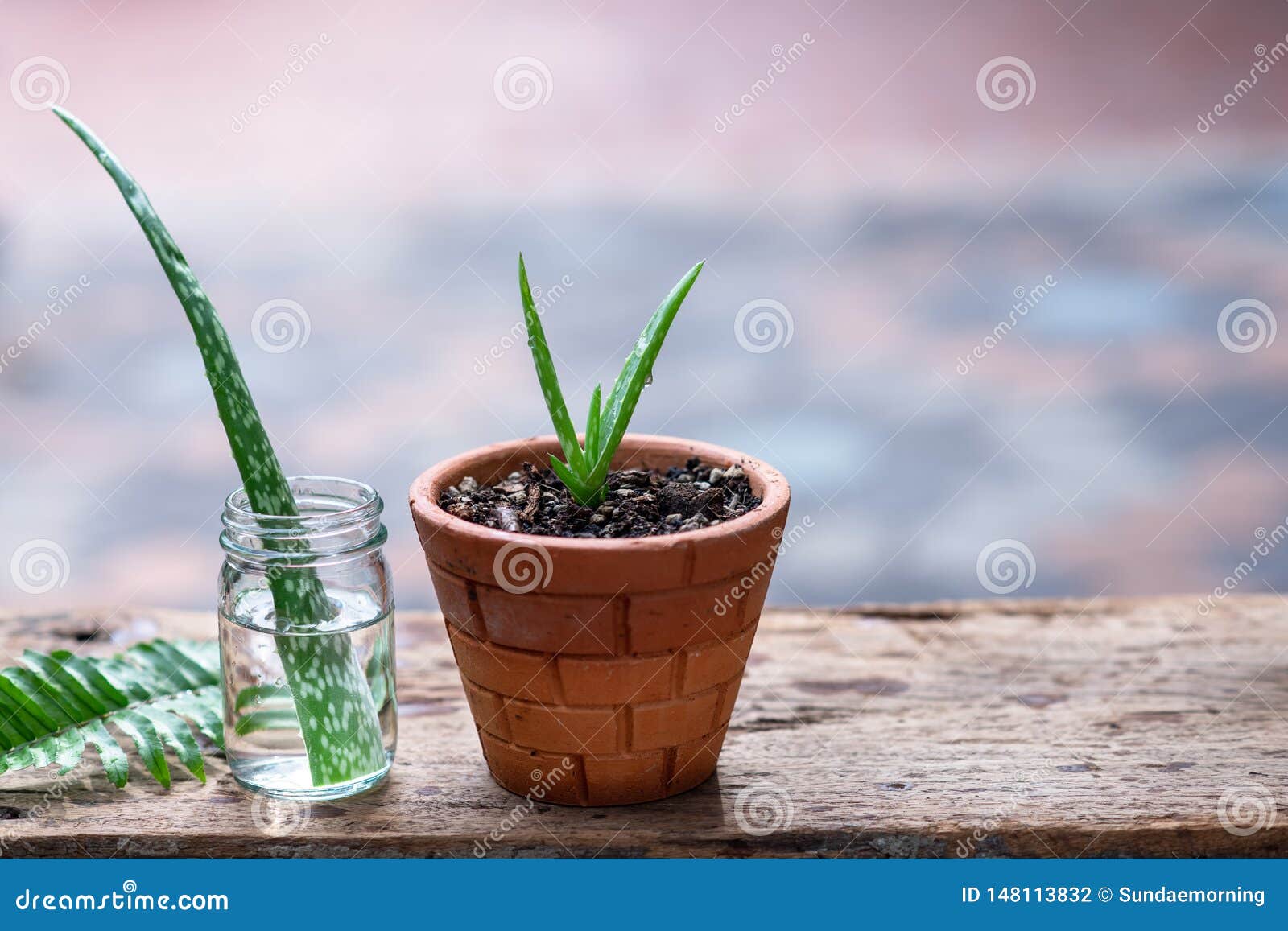 Aloe Vera Pot Plant On Wooden Table Natural Skin Care Therapy