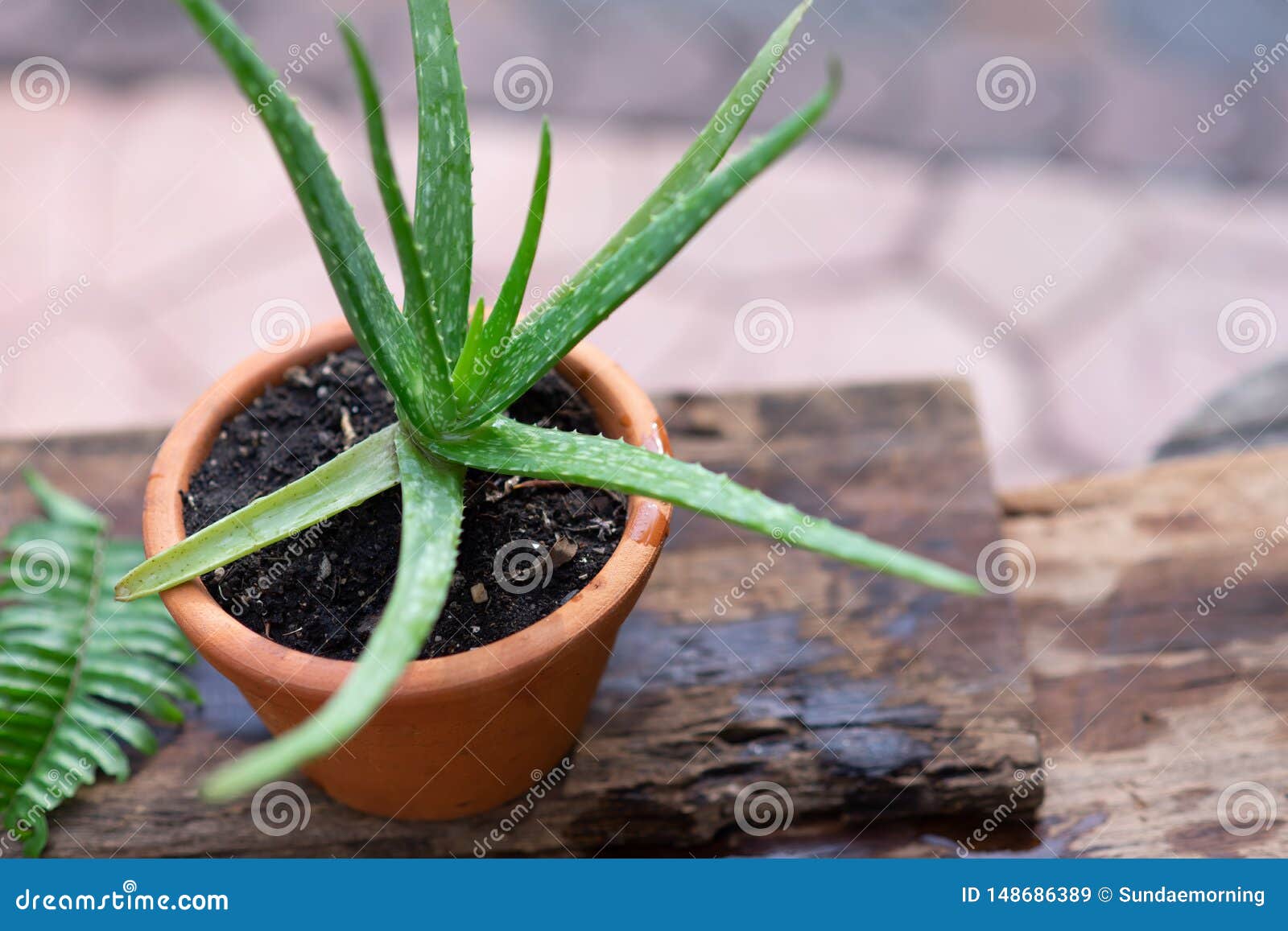 Aloe Vera Pot Plants On Wooden Table Natural Skin Therapy Concept