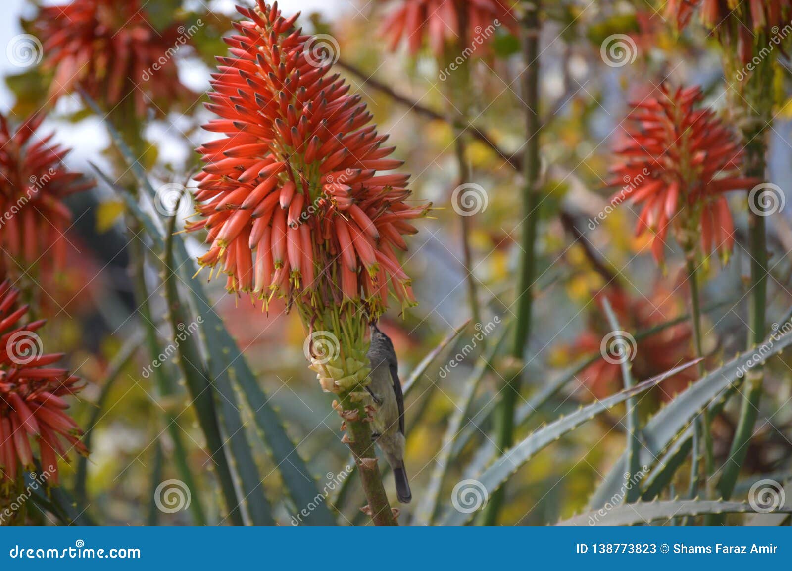 Aloe Vera Red Flower Bloom In A Botanical Garden In South Africa