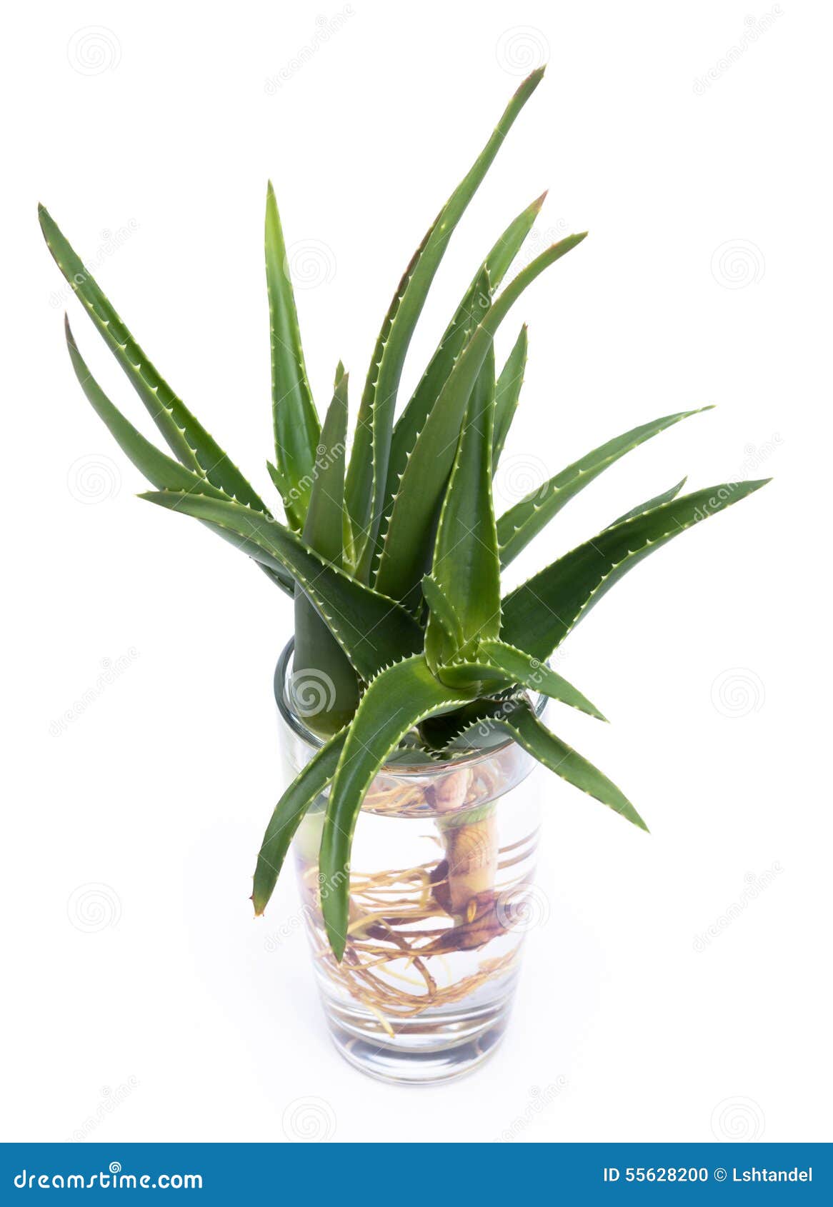 Aloe Vera With Roots In A Glass Of Water Stock Photo Image Of