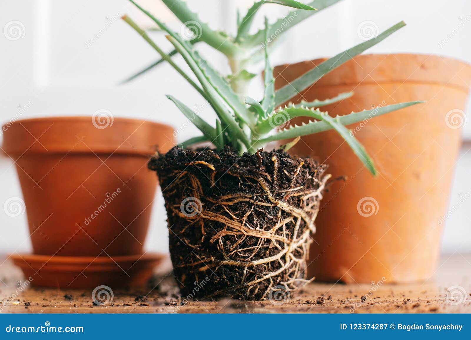 Aloe Vera With Roots In Ground Repot To Bigger Clay Pot Indoors