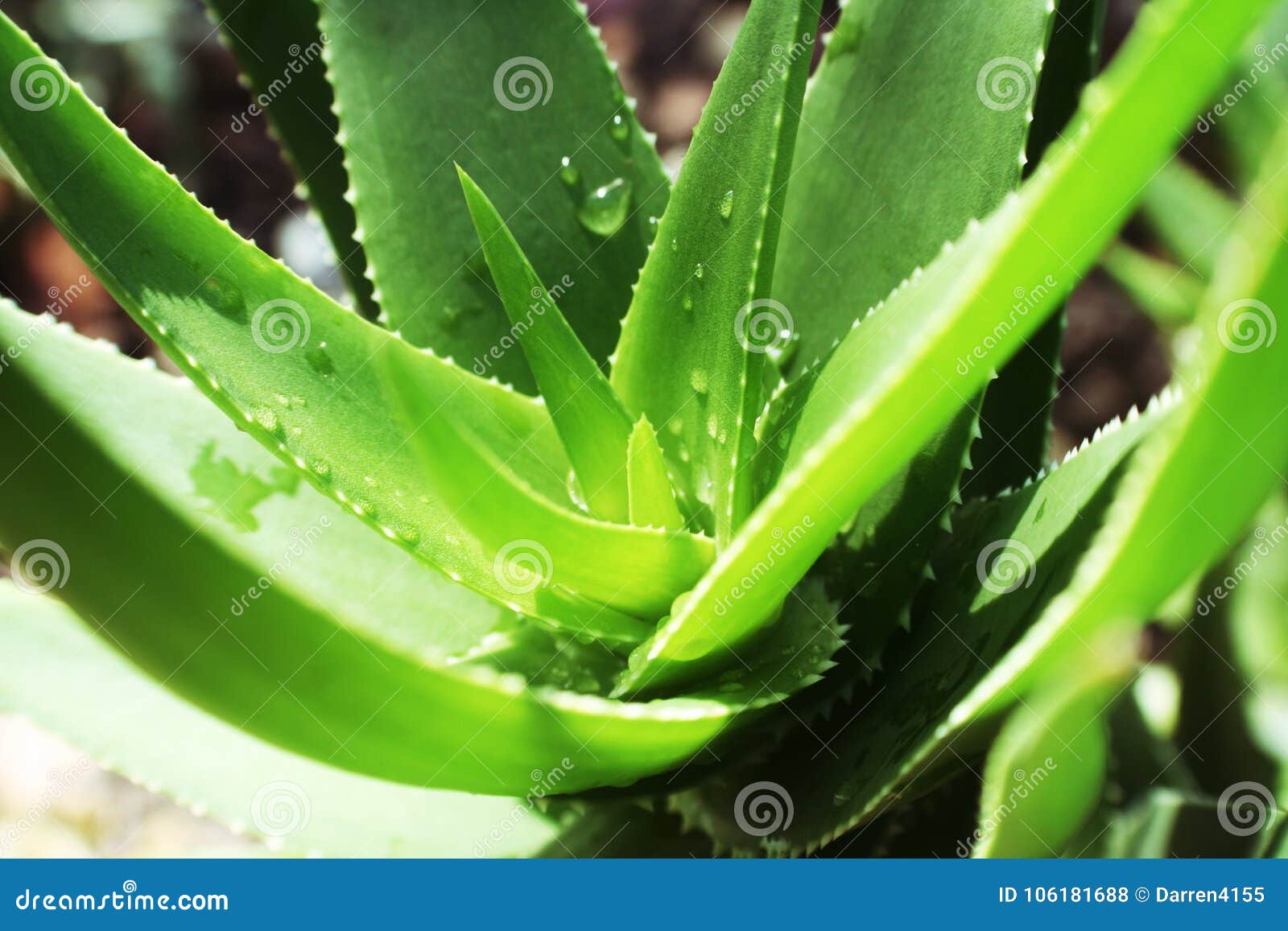 Aloe Vera Skin Care Plant Close Up High Quality Stock Photo