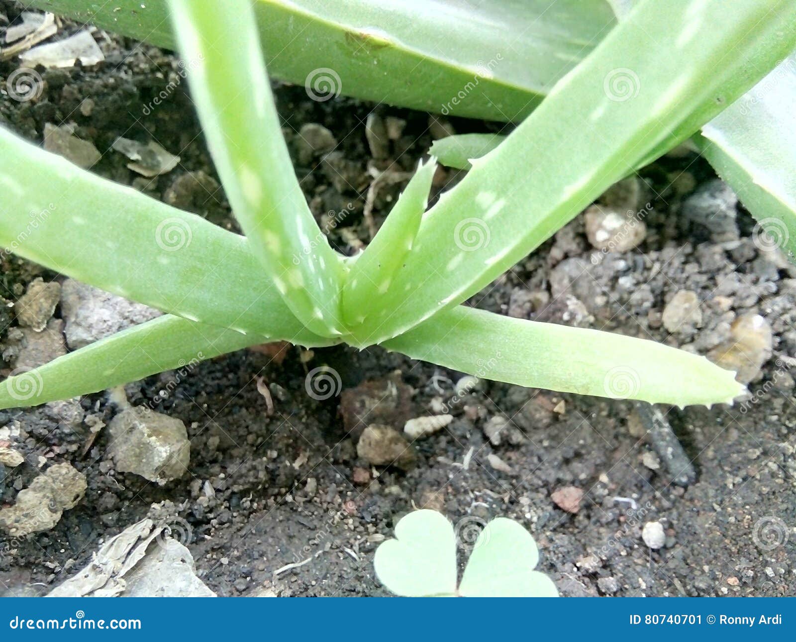 Aloe Vera Sprout immagine stock. Immagine di essere, climi 80740701