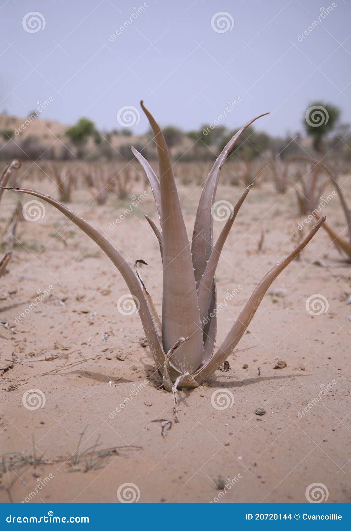 Aloe Vera in the Thar Desert Stock Photo Image of plant, desert 20720144