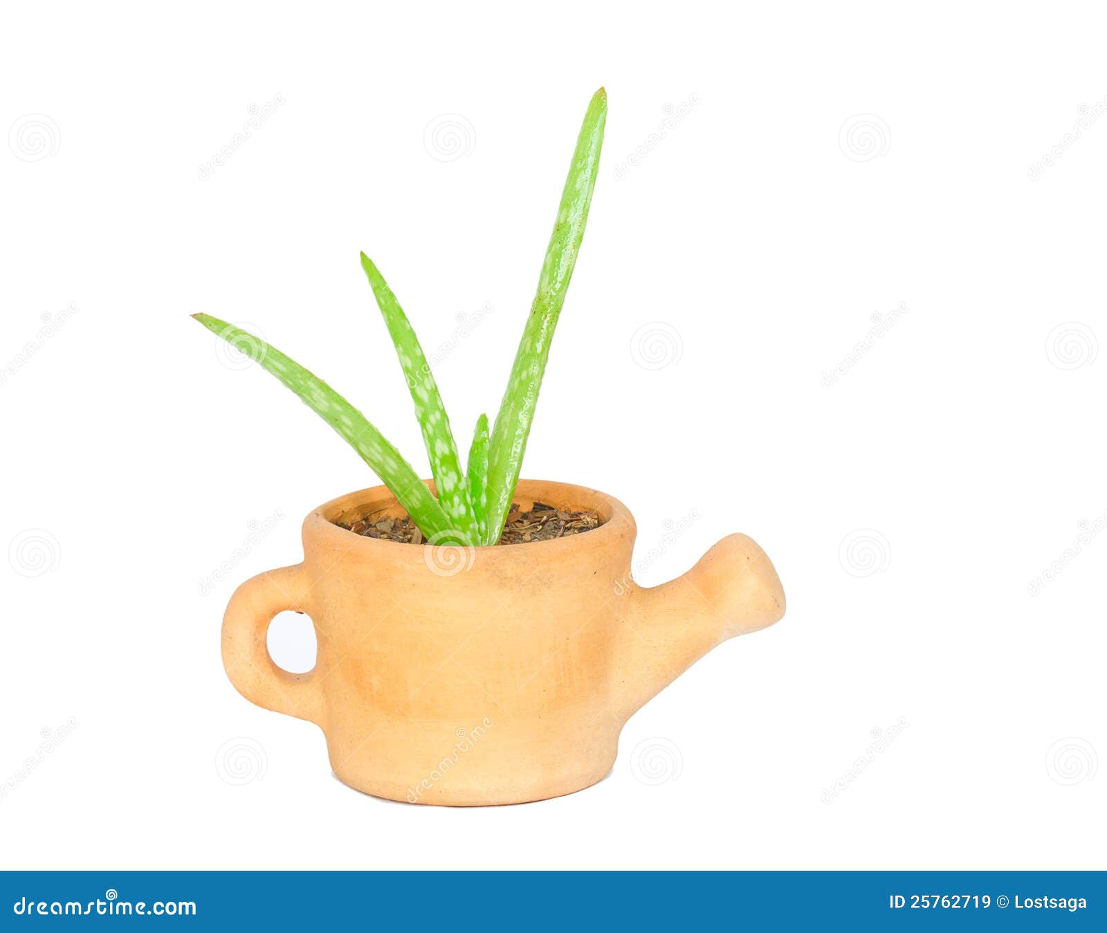 Aloe vera in vase stock image. Image of detailed, growth 25762719