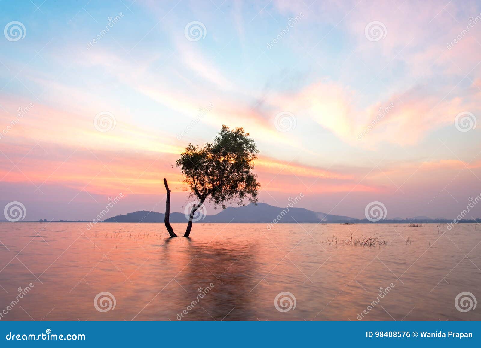 alone alive tree is in the flood water of lake at sunset scenery in reservoirs,