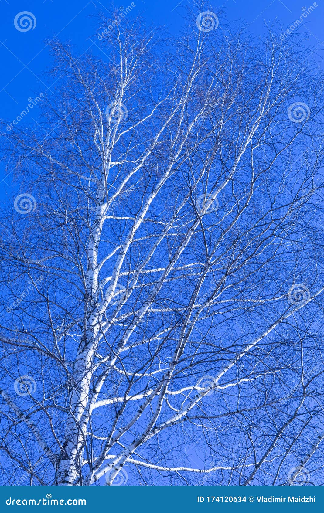 Березка 26. Березы на фоне голубого неба. Берёза дерево на фоне синего неба. Берёзы небо зима. Берёзы смотрят в небо зима фото.