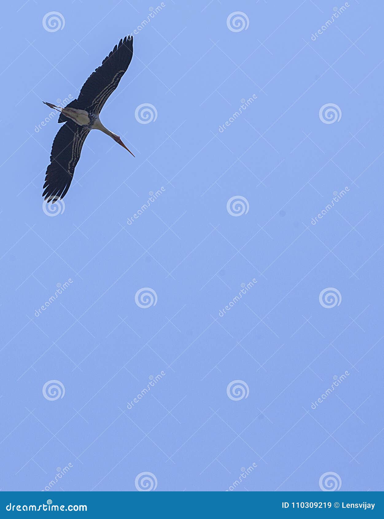 Alone bird fly stock image. Image of hight, seek, bird 110309219