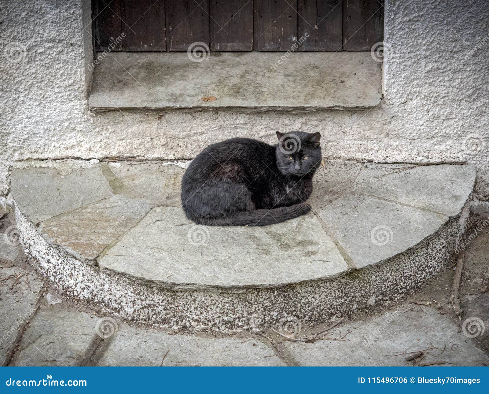Alone Black Cat Outside the Door. Cute Cats. Stock Photo Image of
