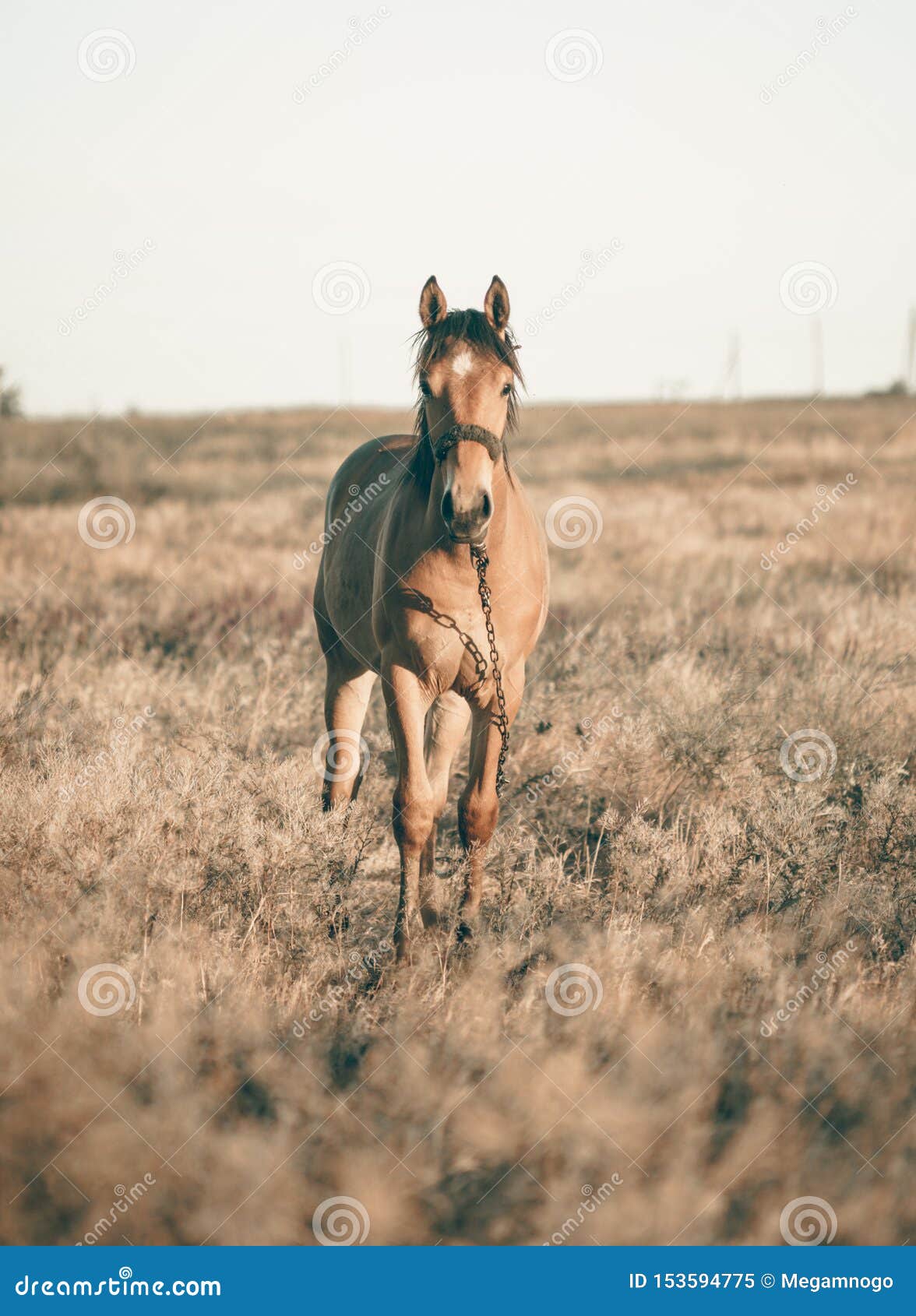Alone Brown Horse Grazing in the Summer Field at Sunset Stock Image
