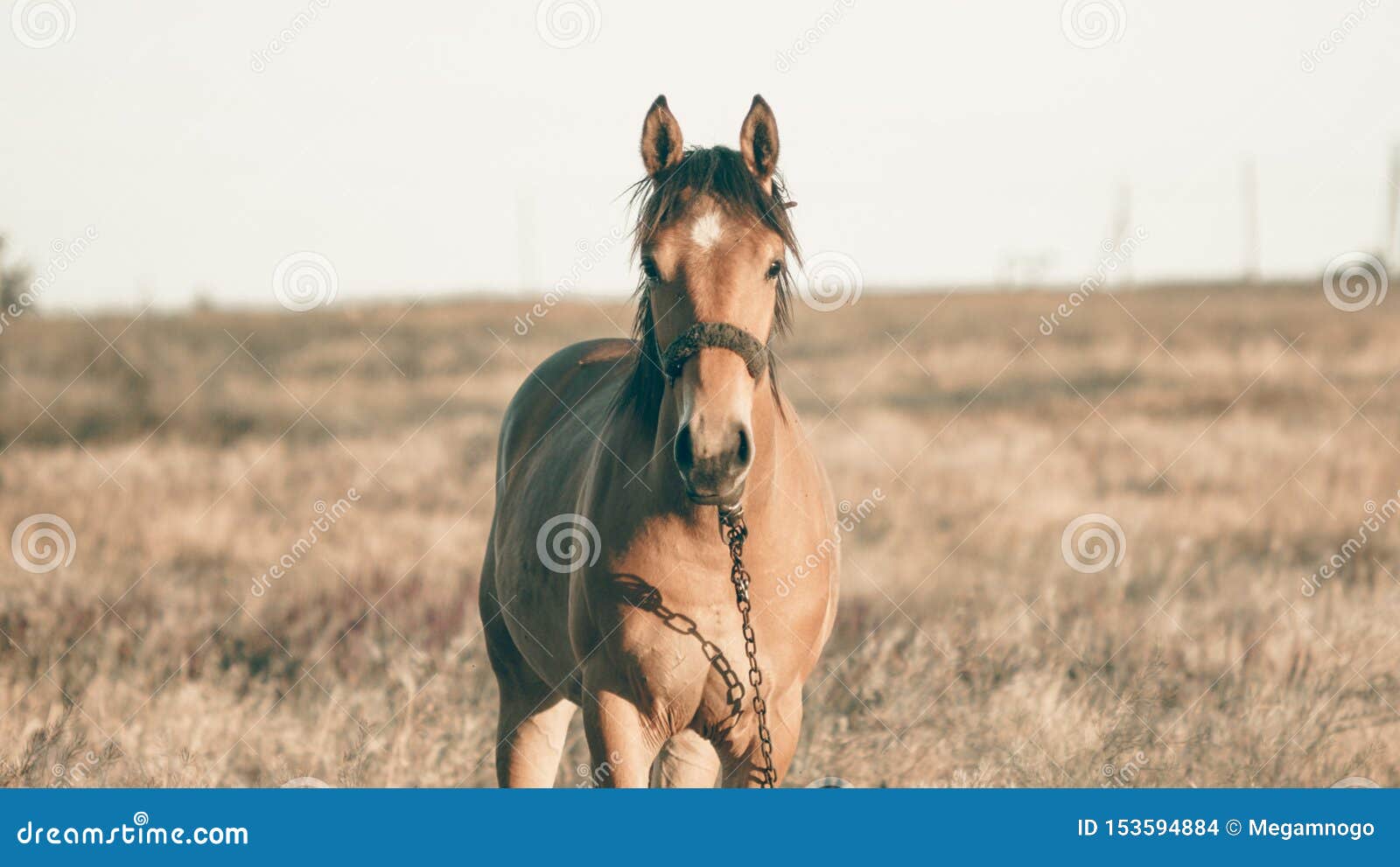 4 pics 1 word horse running sheep grazing 4 pics 1 word horse running sheep grazing