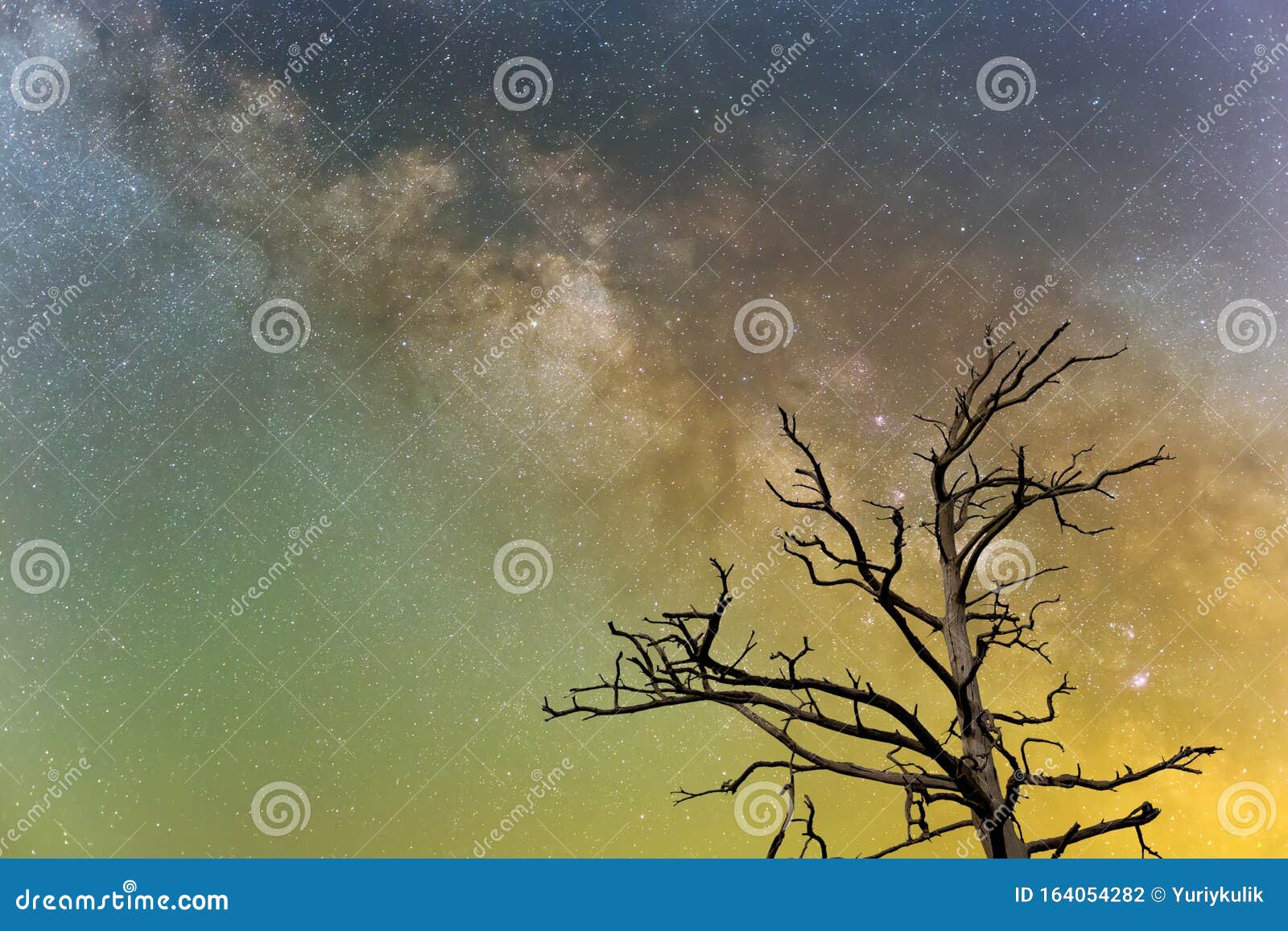 alone dry tree silhouetee on a starry sky background