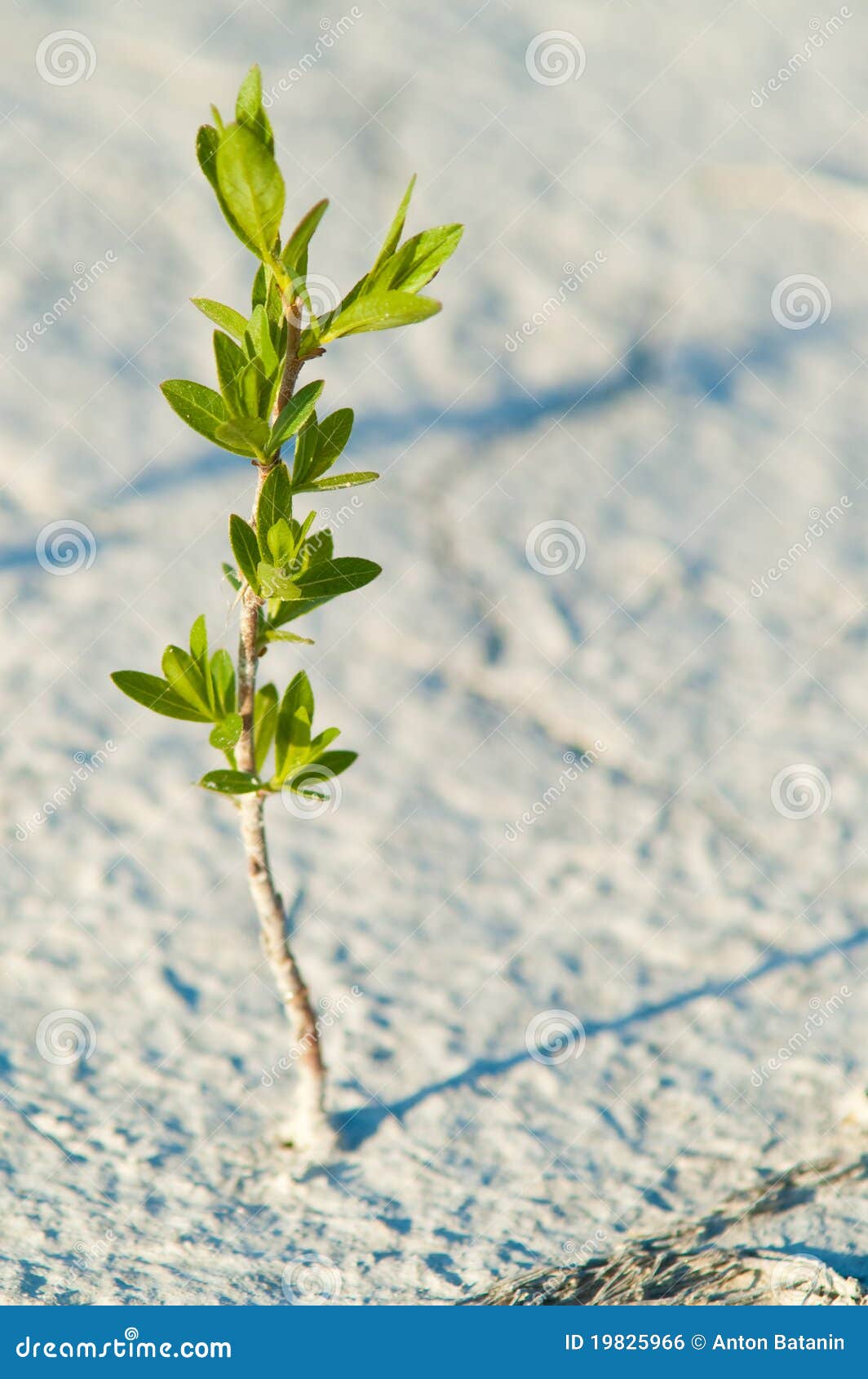 Alone green plant stock photo. Image of desert, sand 19825966