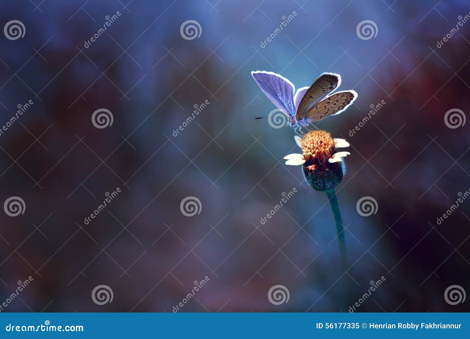 Alone little butterfly stock image. Image of cloudy, colorful 56177335