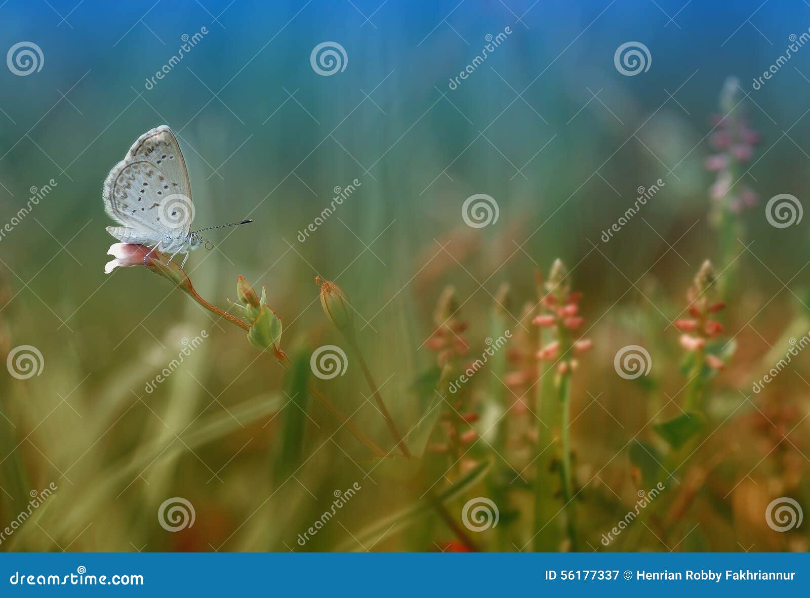 Alone little butterfly stock image. Image of alone, love 56177337
