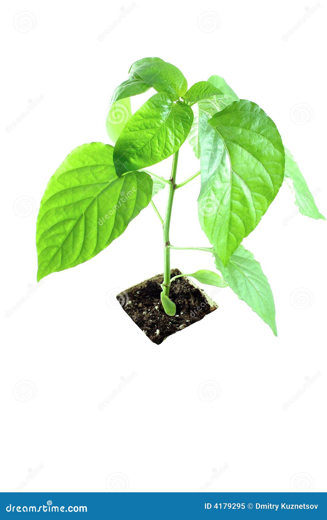 Alone plant stock image. Image of burgeon, handful, grow 4179295