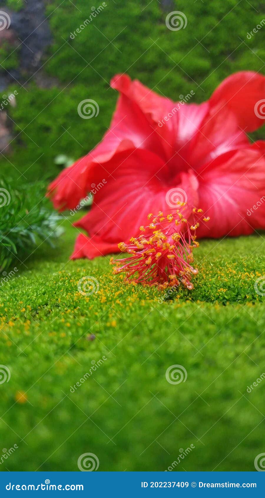 Alone plant stock image. Image of alone, green, meadow 202237409