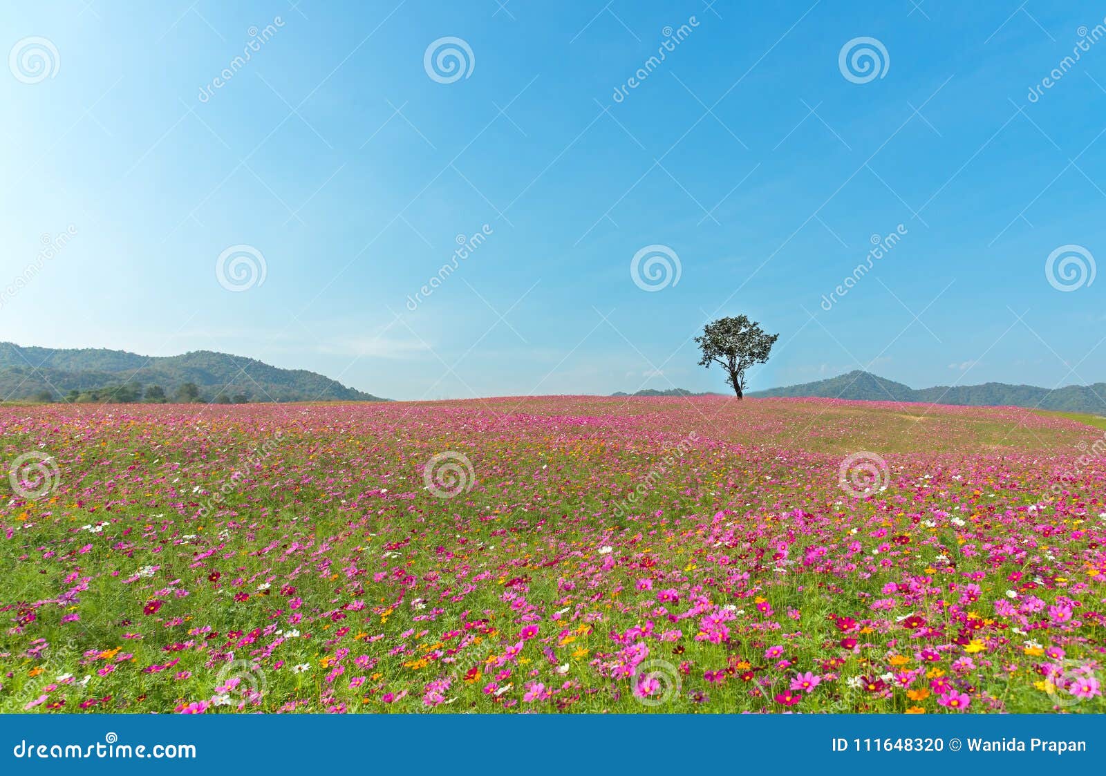 Alone Tree on Cosmos Plantation and Meadow Stock Photo - Image of field,  evening: 111648320
