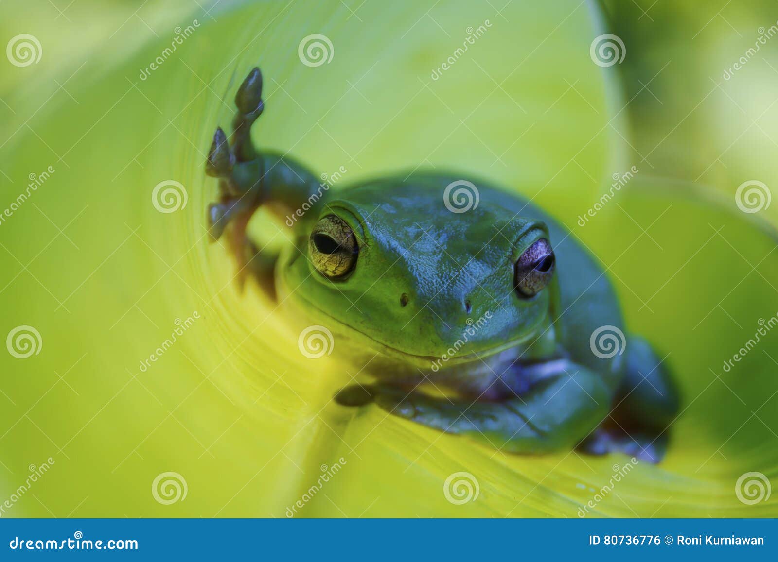 animals, dumpy frog, amphibians, treefrog, animal-wildlife, reptiles, bokeh, indonesia, animal, nature, wildlife, mammals, green,