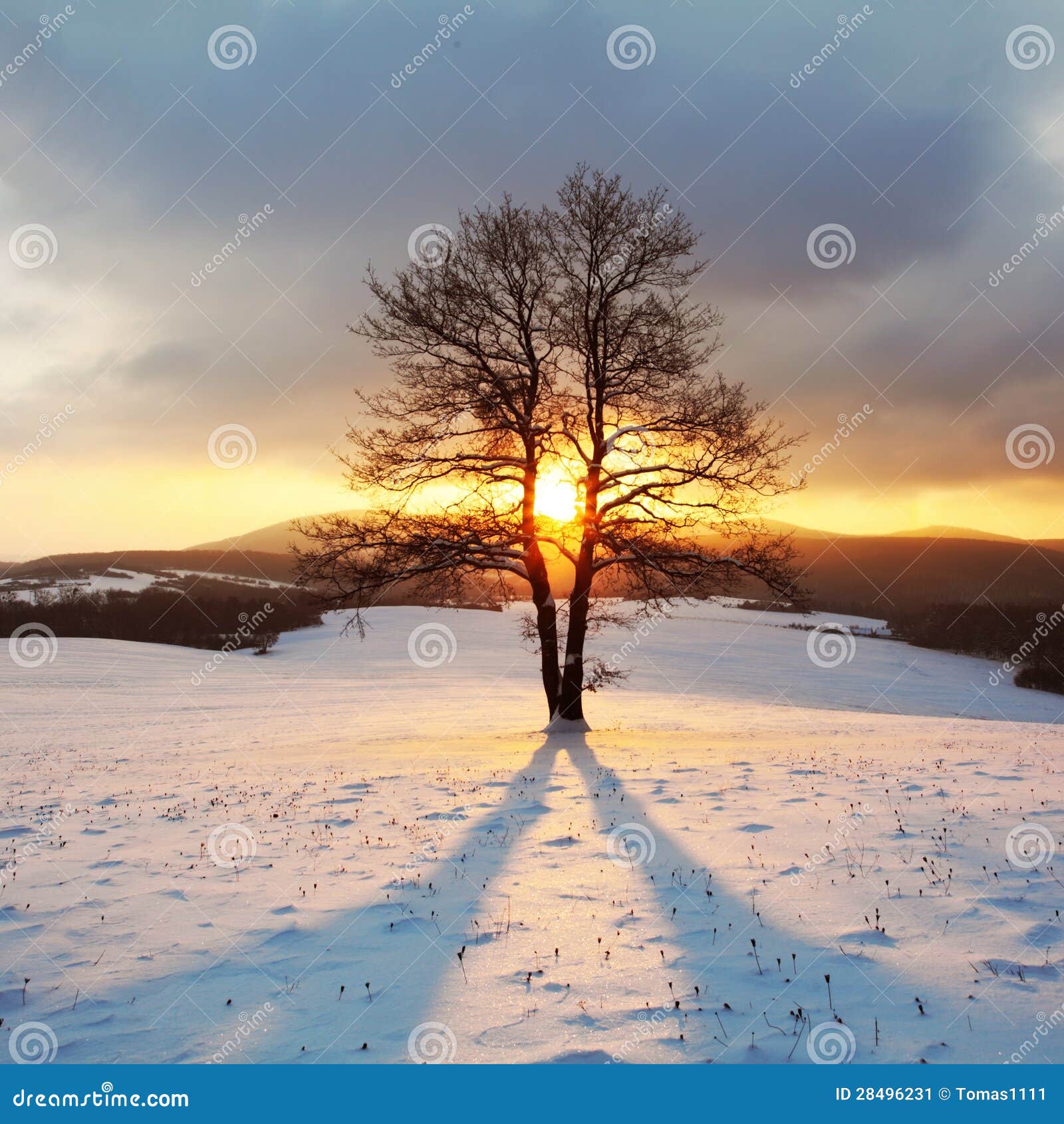 Alone Tree on Meadow at Winter with Sun Rays Stock Image Image of