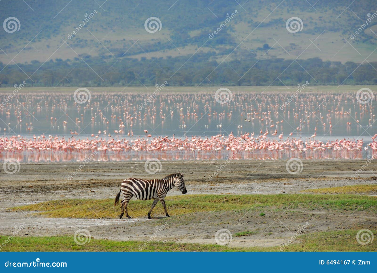 Alone zebra stock image. Image of ngorongoro, beautiful - 6494167