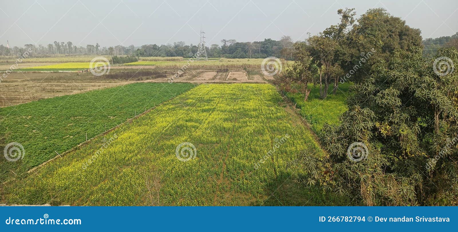 along with wheat and rice, potatoes and mustard are also produced in lakhimpur kheri district of uttar pradesh, th