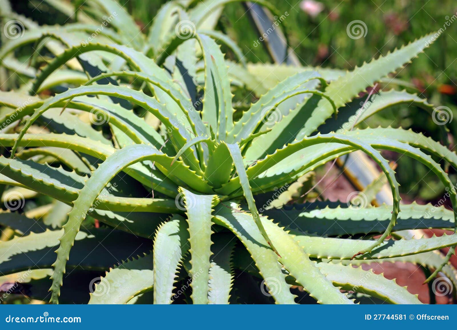 Aloès de cactus avec les épines pointues