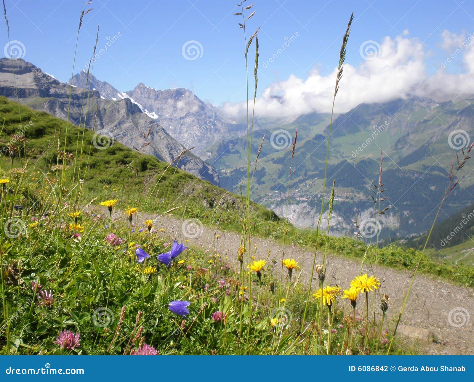 Alpflowers in Grindelwald Switzerland Stock Photo Image of
