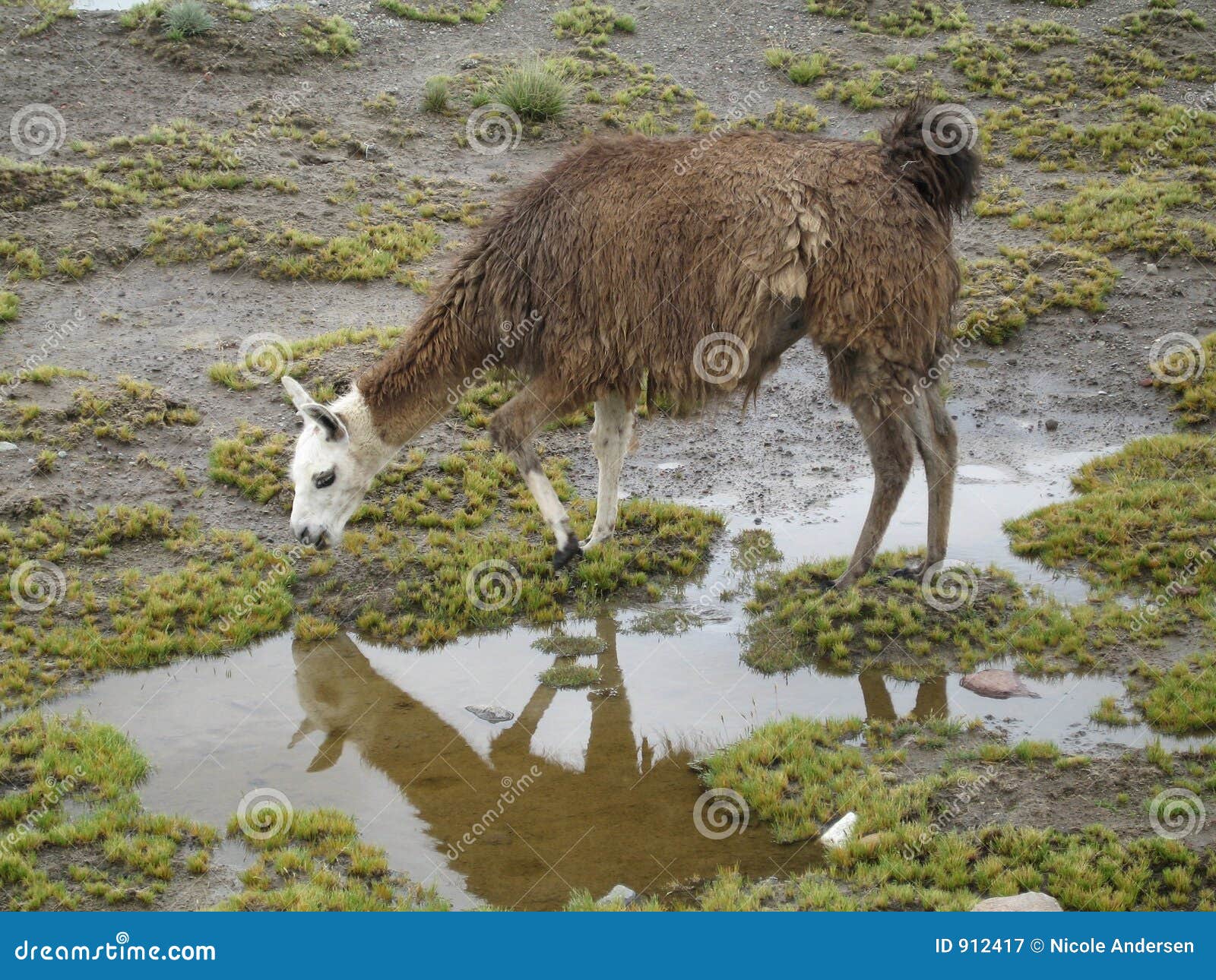 Alpaca stock image. Image of grass, water, hole, drinking 912417