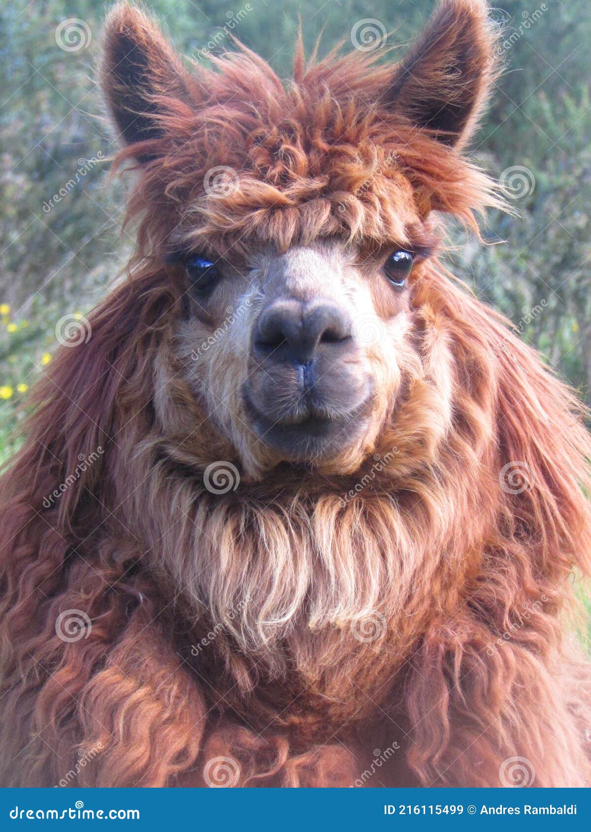 alpaca, animal sudamericano, fotografÃÂ­a salvaje, patagonia, chile